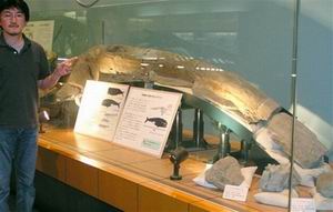 В Японии хранятся самые древние в мире останки кита