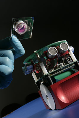Британцы дадут роботам биологический мозг